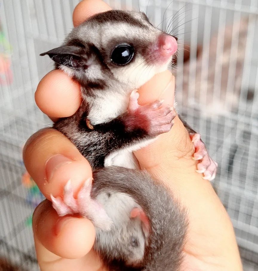 Pet Sugar glider