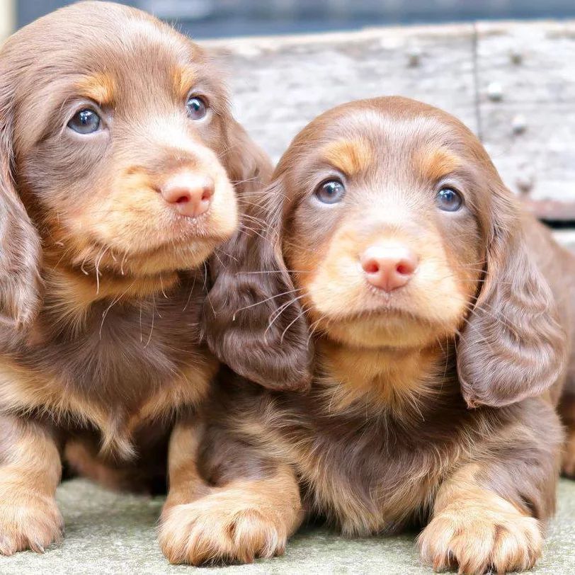 Dachshund puppies