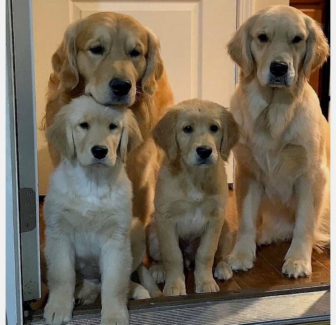 4 Golden Retriever dogs