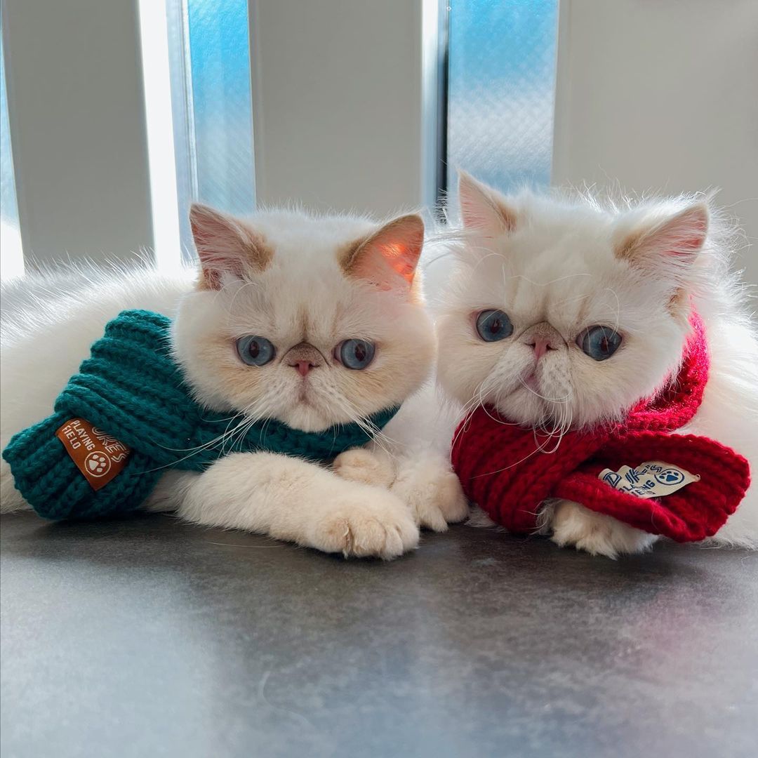 Twin cats Mumu and Chelsea