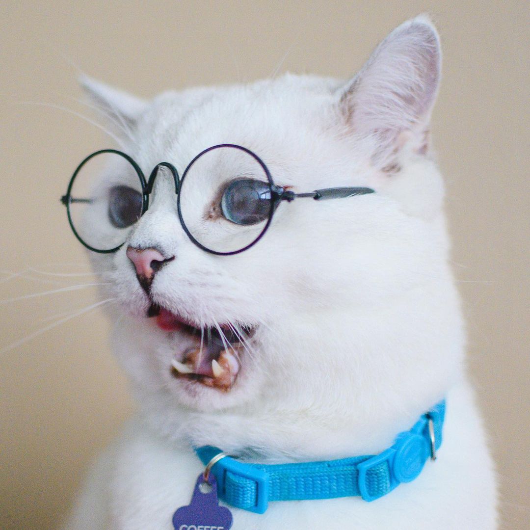 Coffee The White Cat