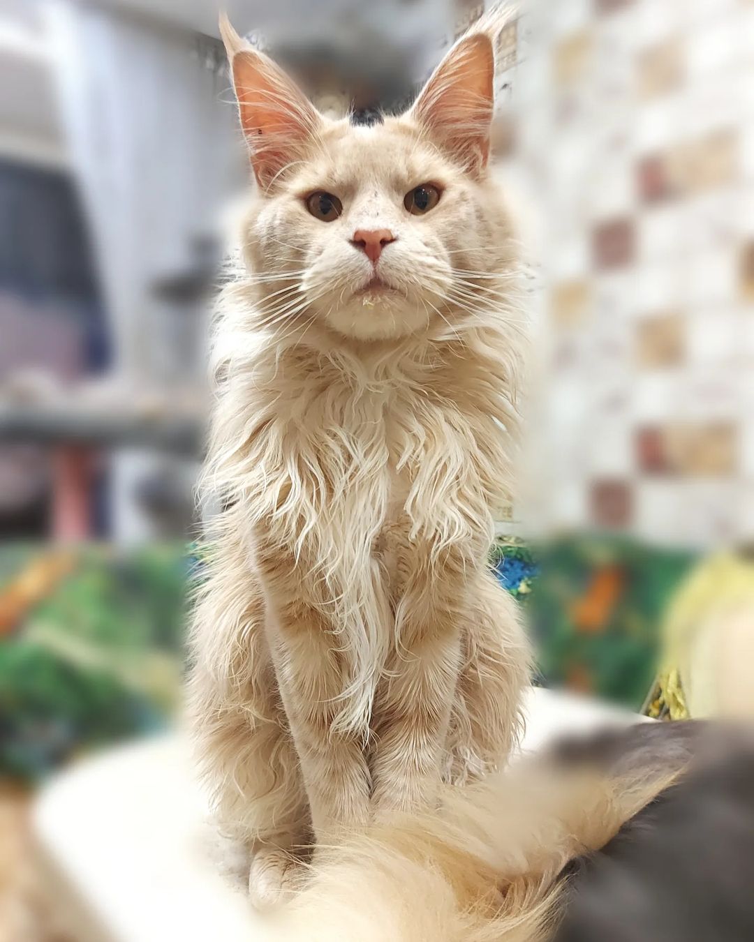 A giant fluffy Maine Coon Cat