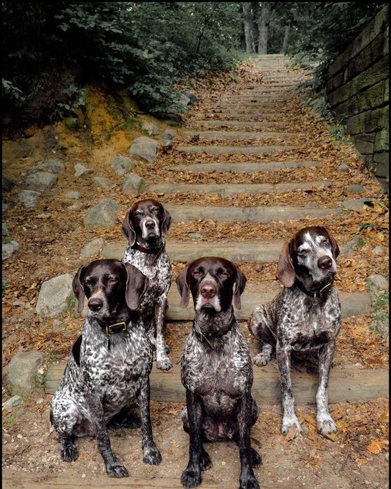 German Shorthaired Pointers