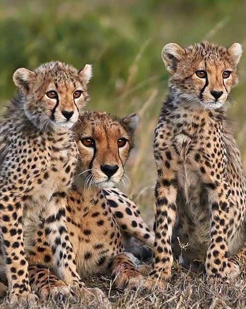 Three Cheetahs