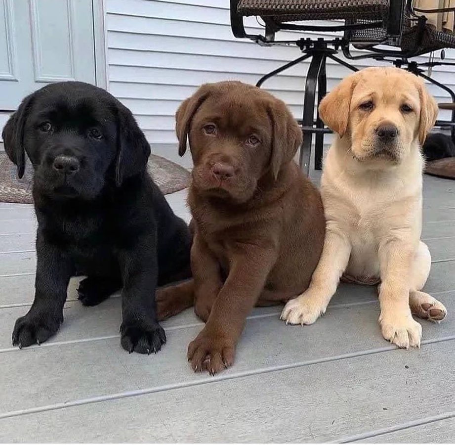 Labrador retriever puppies