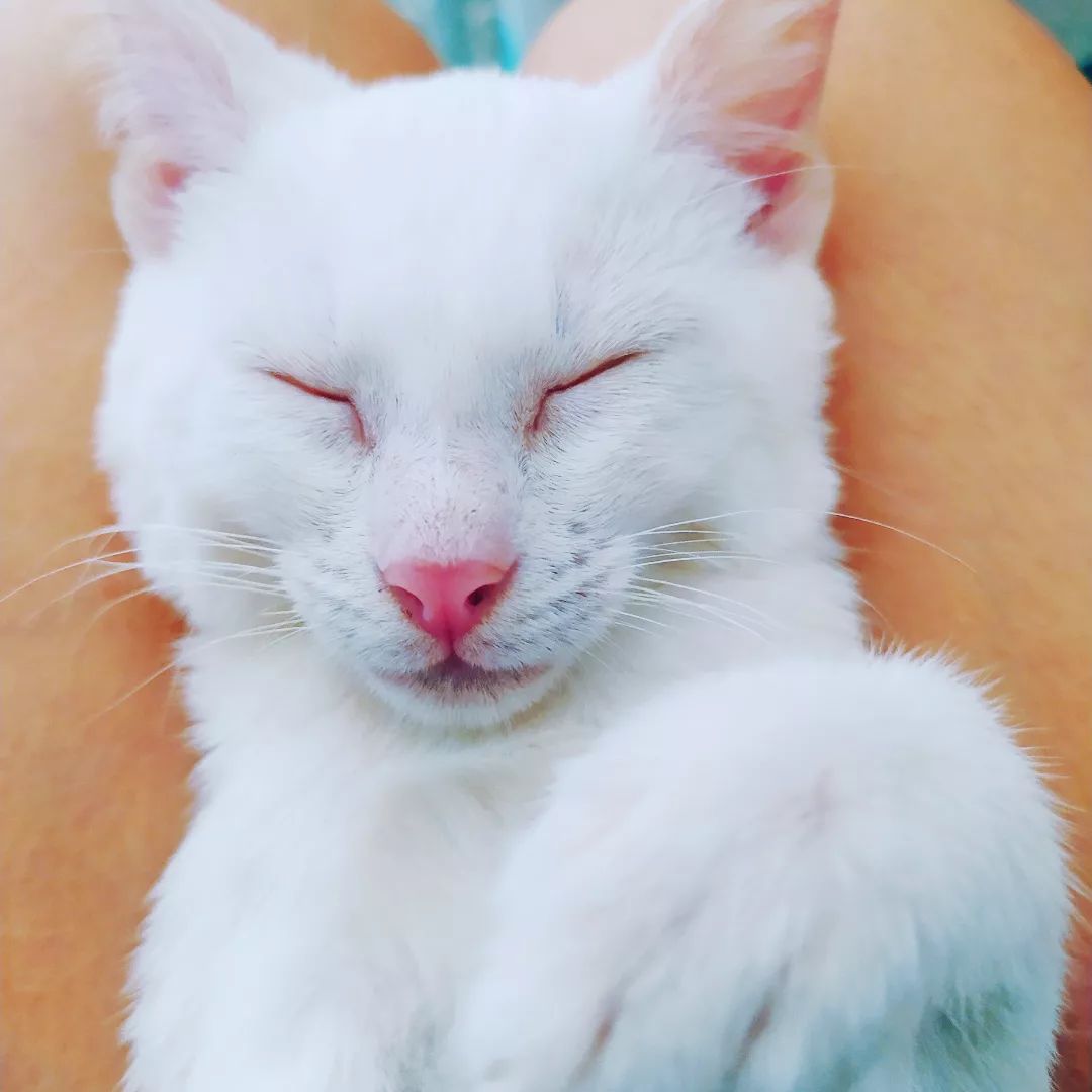 LIDAM the Albino Cat