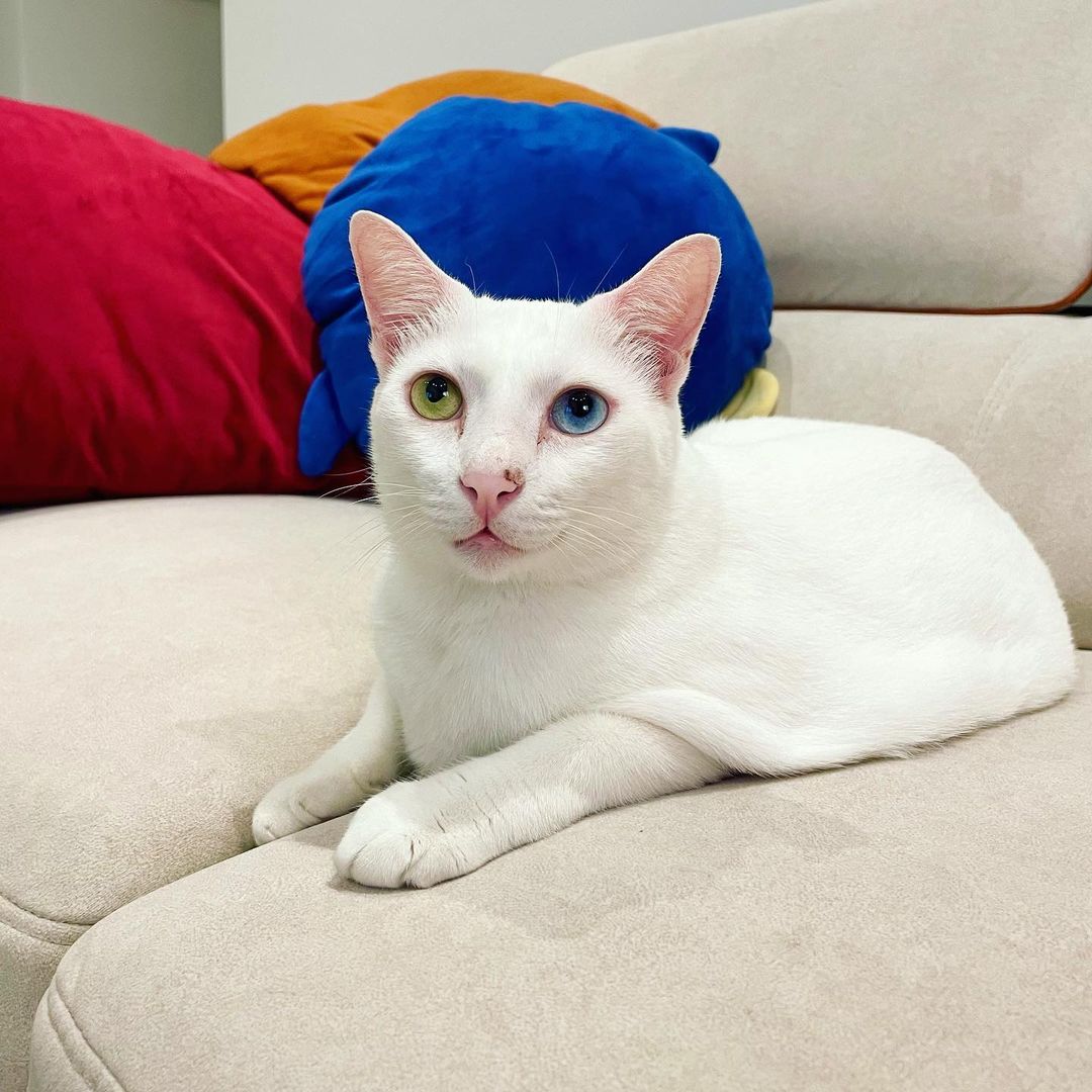 Chomot Mot the heterochromia cat