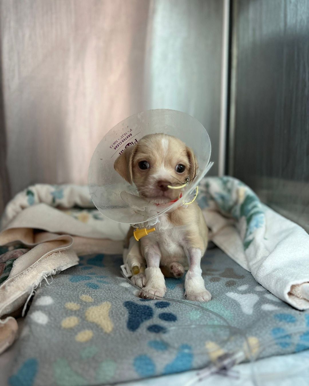 Sick Chihuahua Mix Puppy