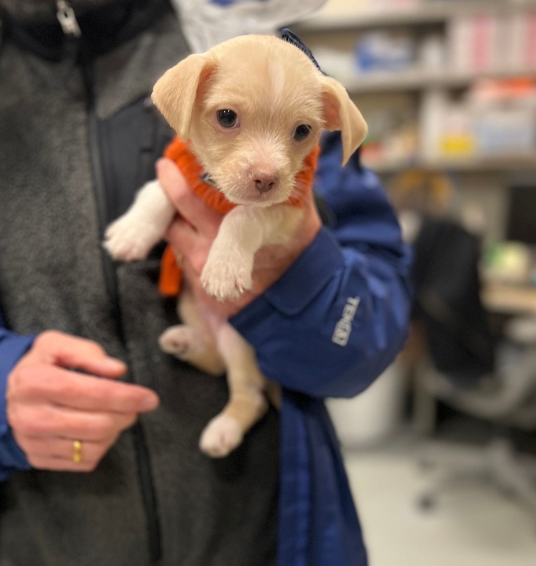 Tuesday the Chihuahua Mix Puppy