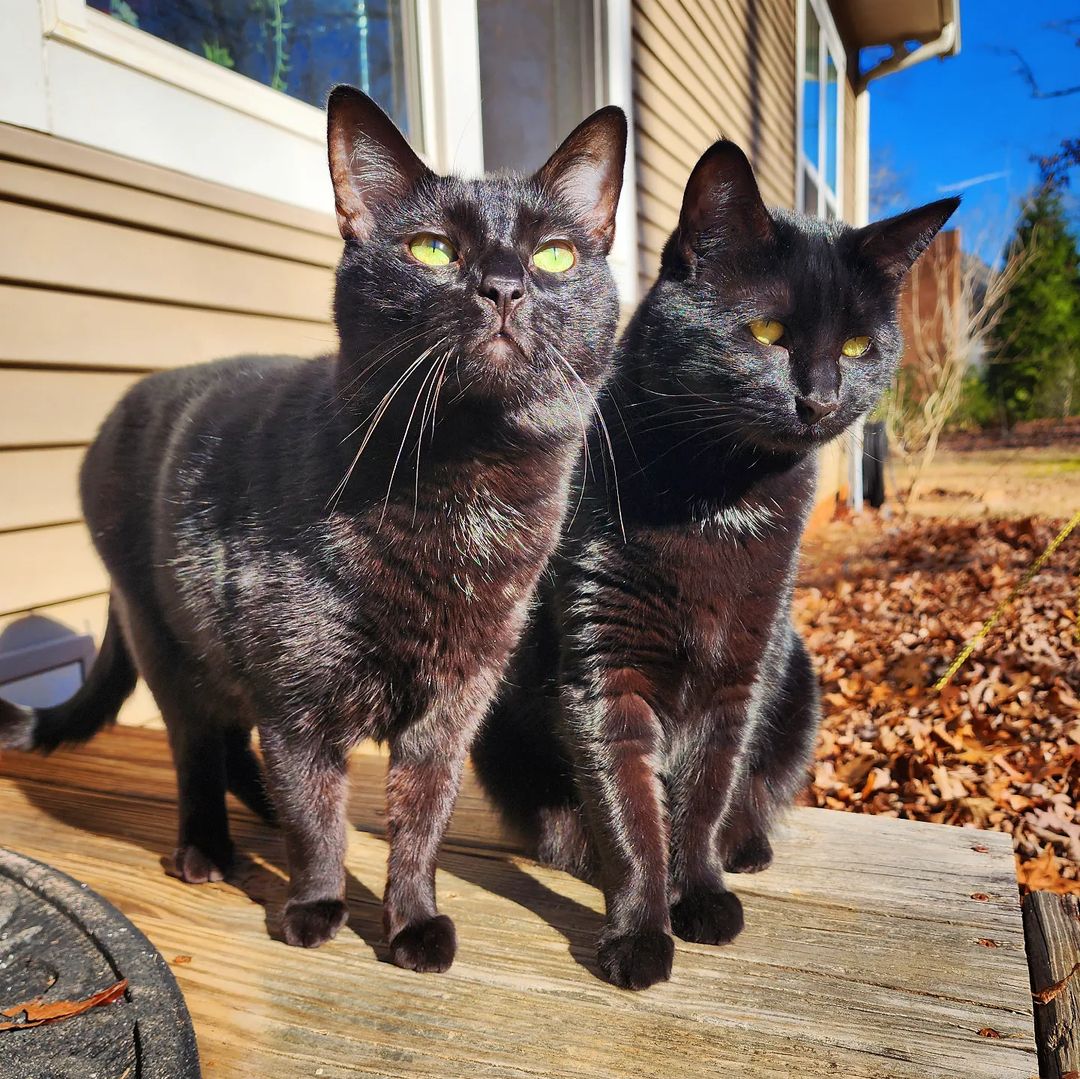 Ash and Ember the twin cats