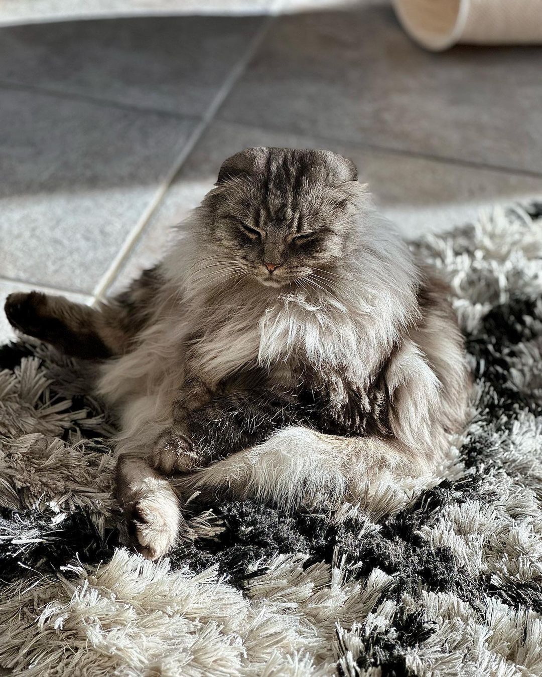 A fluffy sitting cat