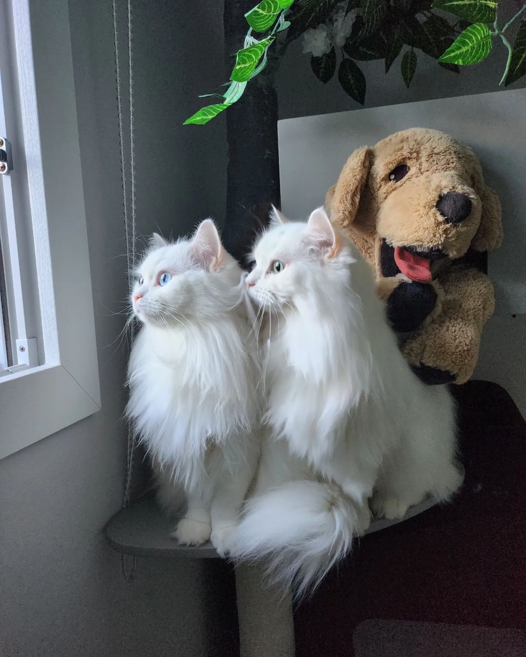 Fluffy Twin Cats