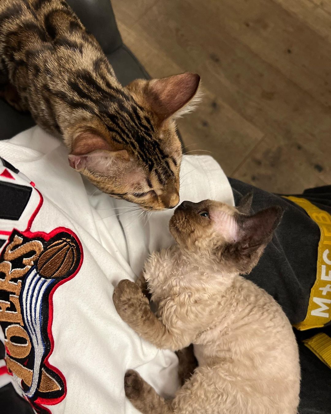 Tickets and Na’avi, Machine Gun Kelly's cats