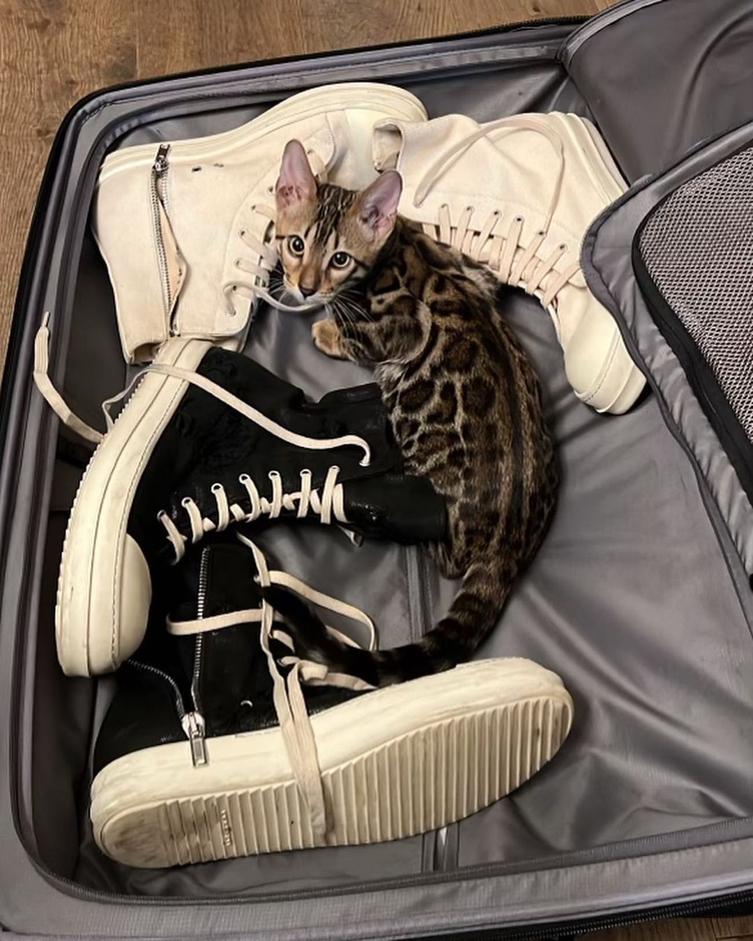 Tickets the Bengal cat