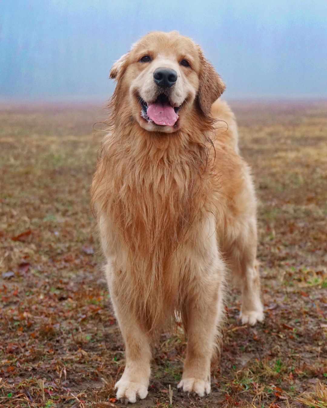 Tucker the Golden Retriever