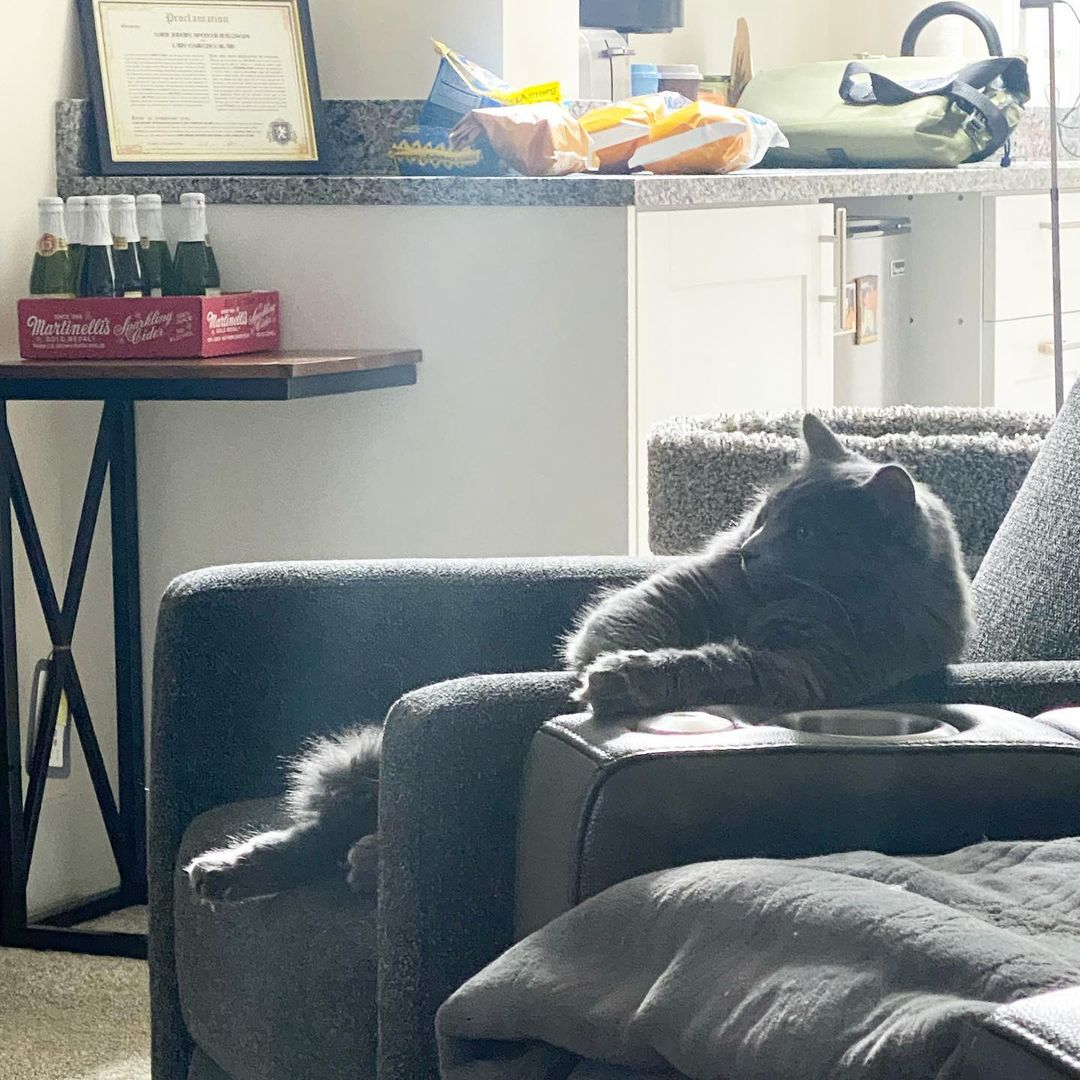 A fluffy ash-colored cat's sitting position