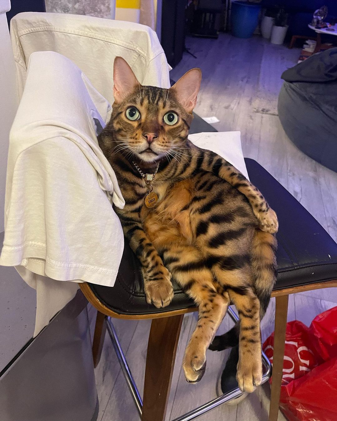 A Bengal cat sitting on a chair