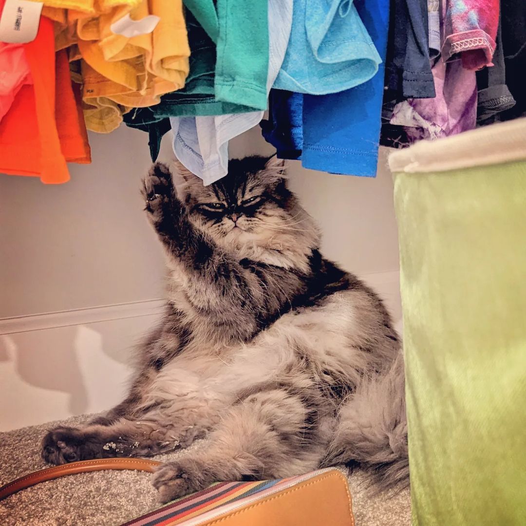 An adorable sitting cat