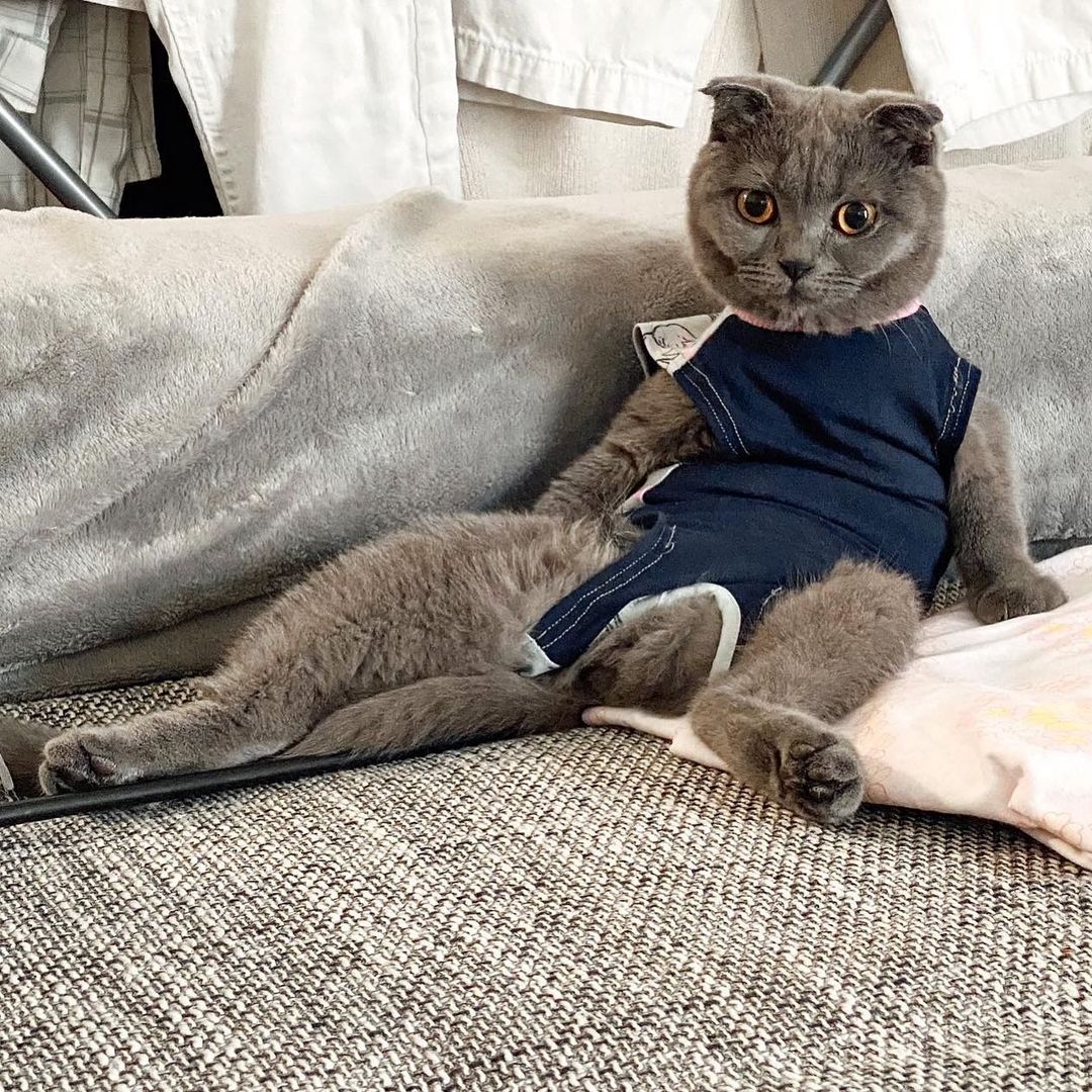 Just a funny sitting cat