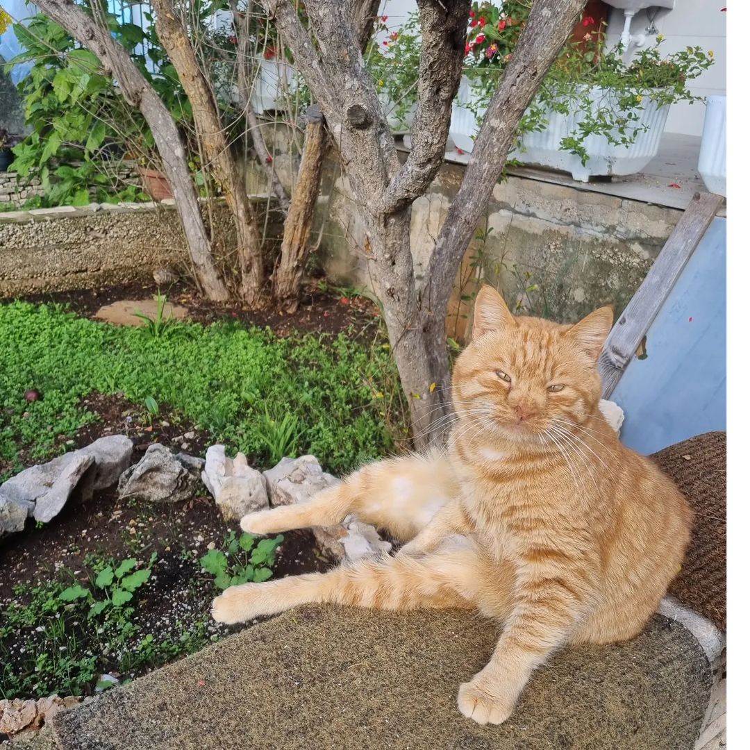 An orange cat sitting
