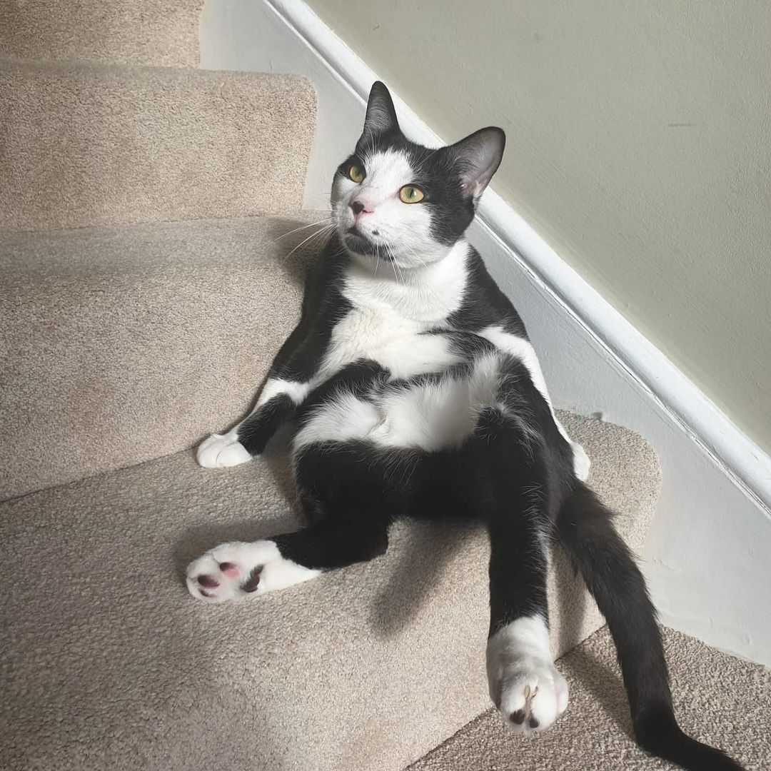 A black and white cat sitting on the stair case