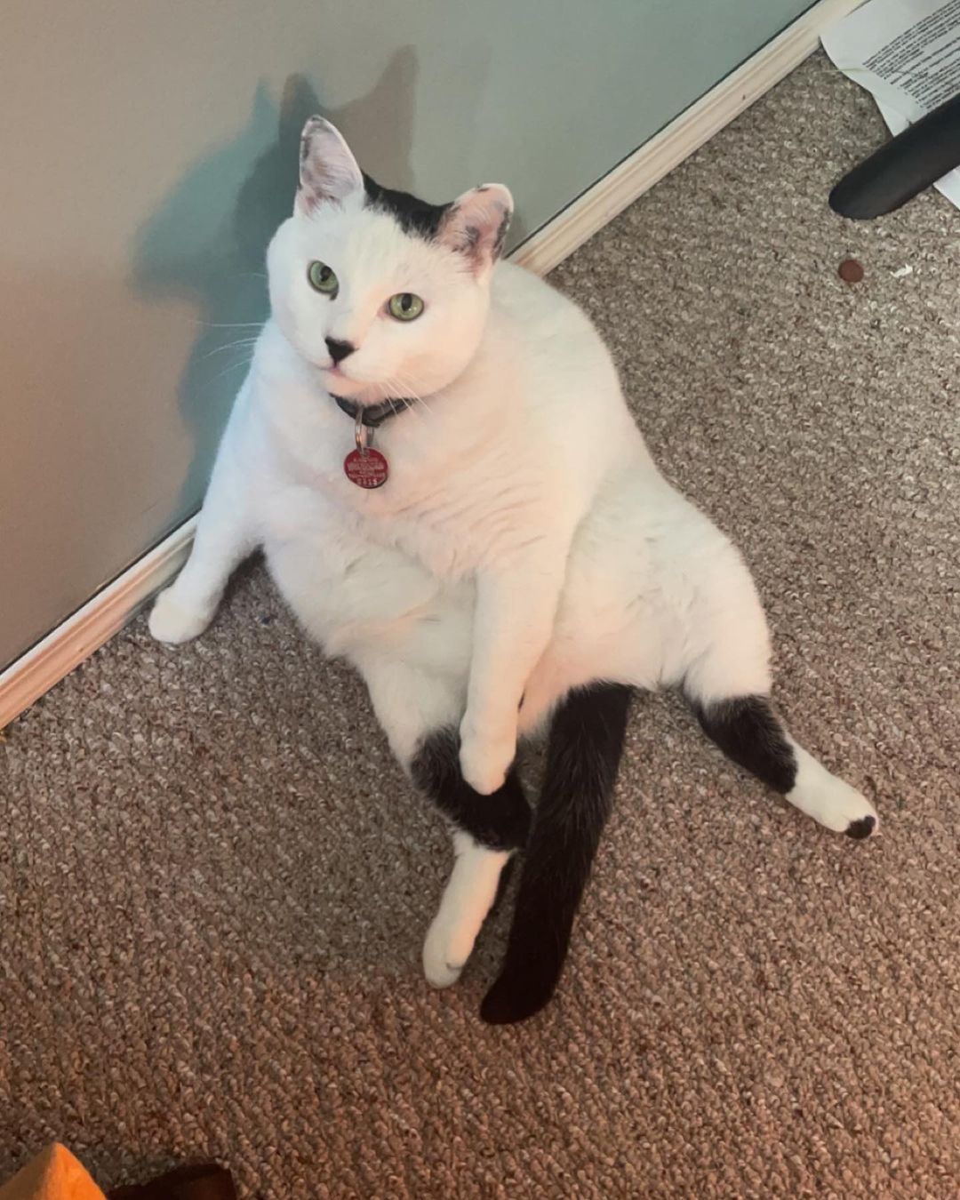 A fat sitting cat
