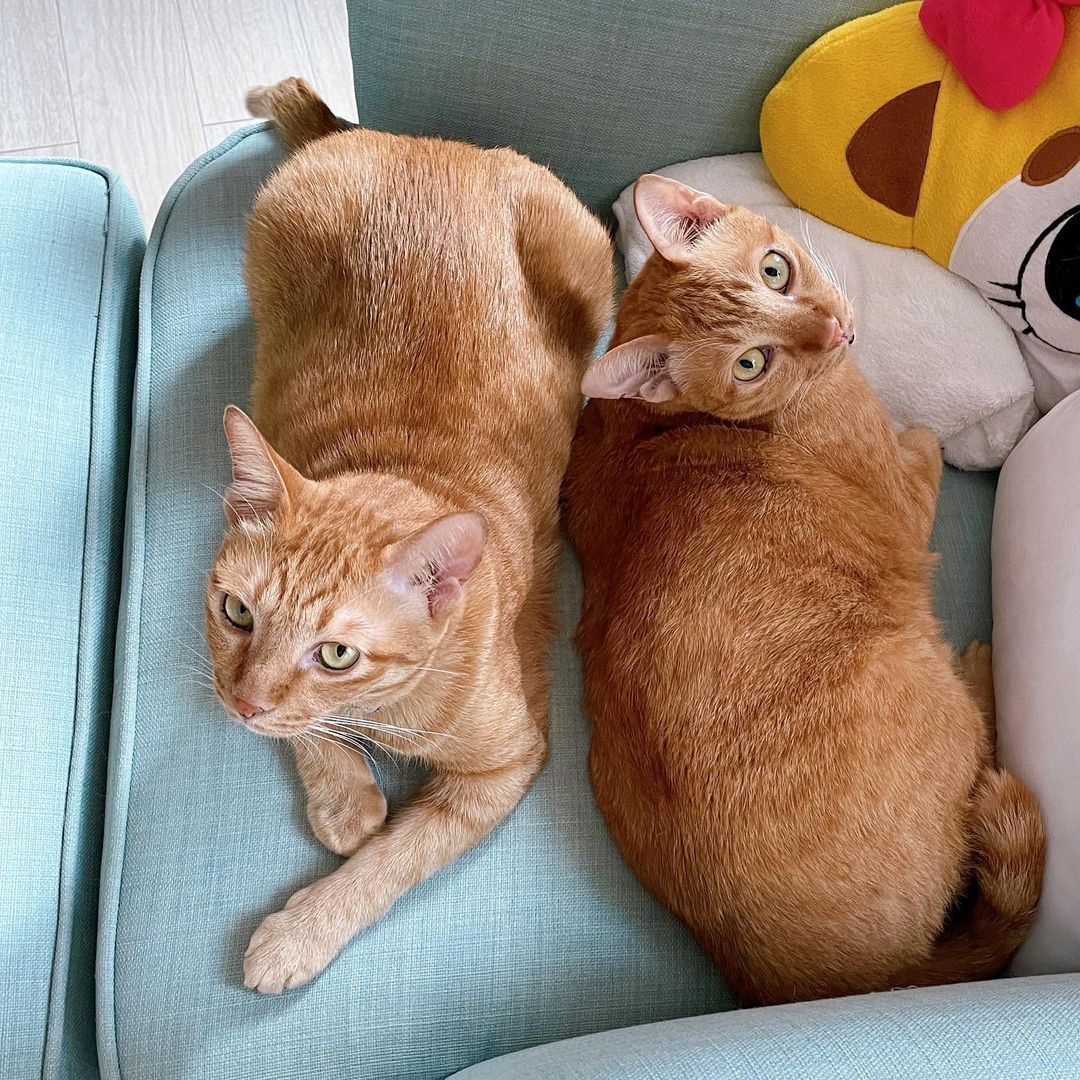 Pi Som and Phad Som the twin cats