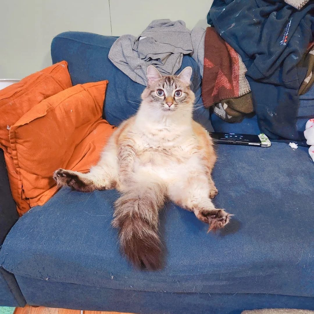 A cat sitting on bed