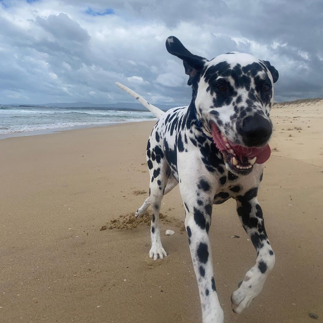 Oliver, the Dalmatian