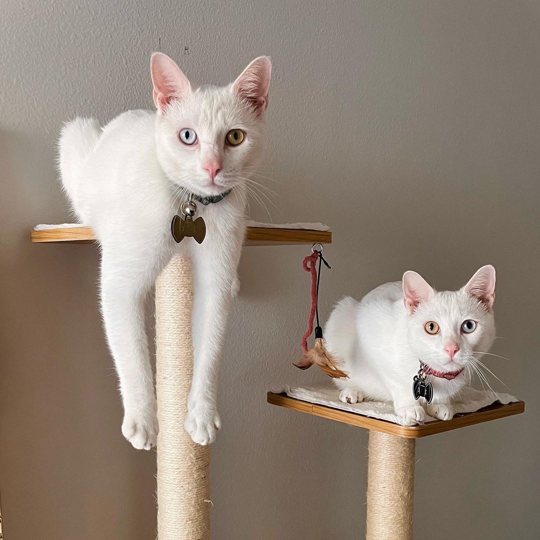 Cope and Hagen the white twin cats