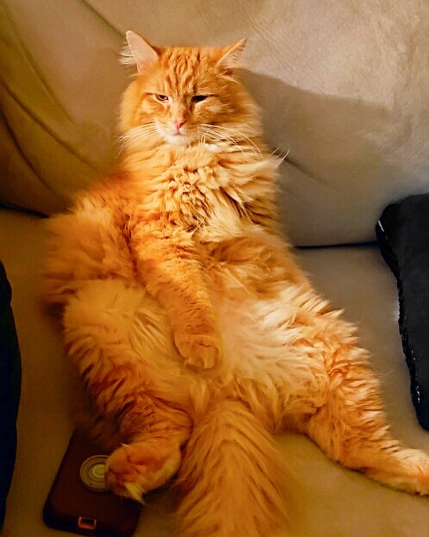 A fluffy orange cat's sitting position