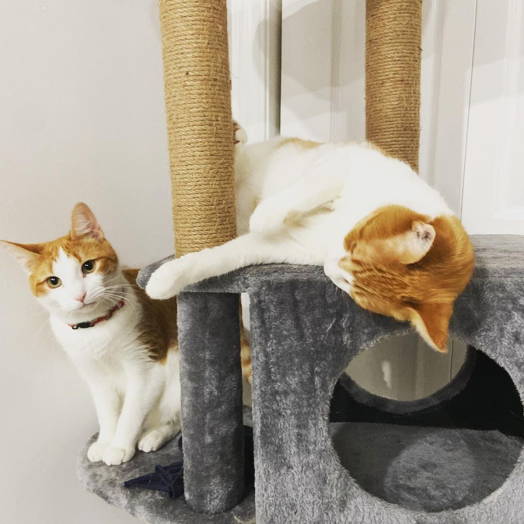 Indigo and Morrongo, the twin cats