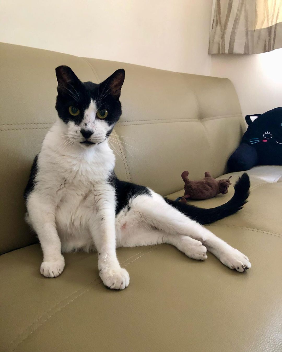 A sitting black and white cat
