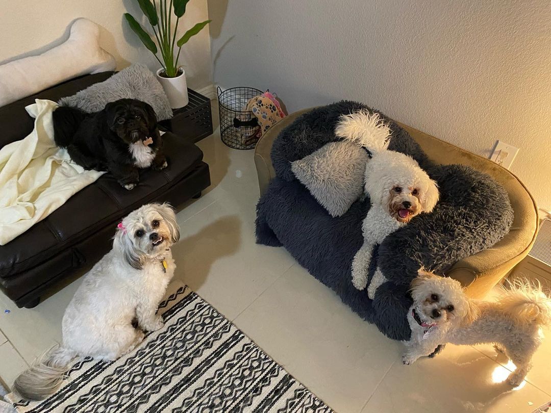 Multiple dogs' room
