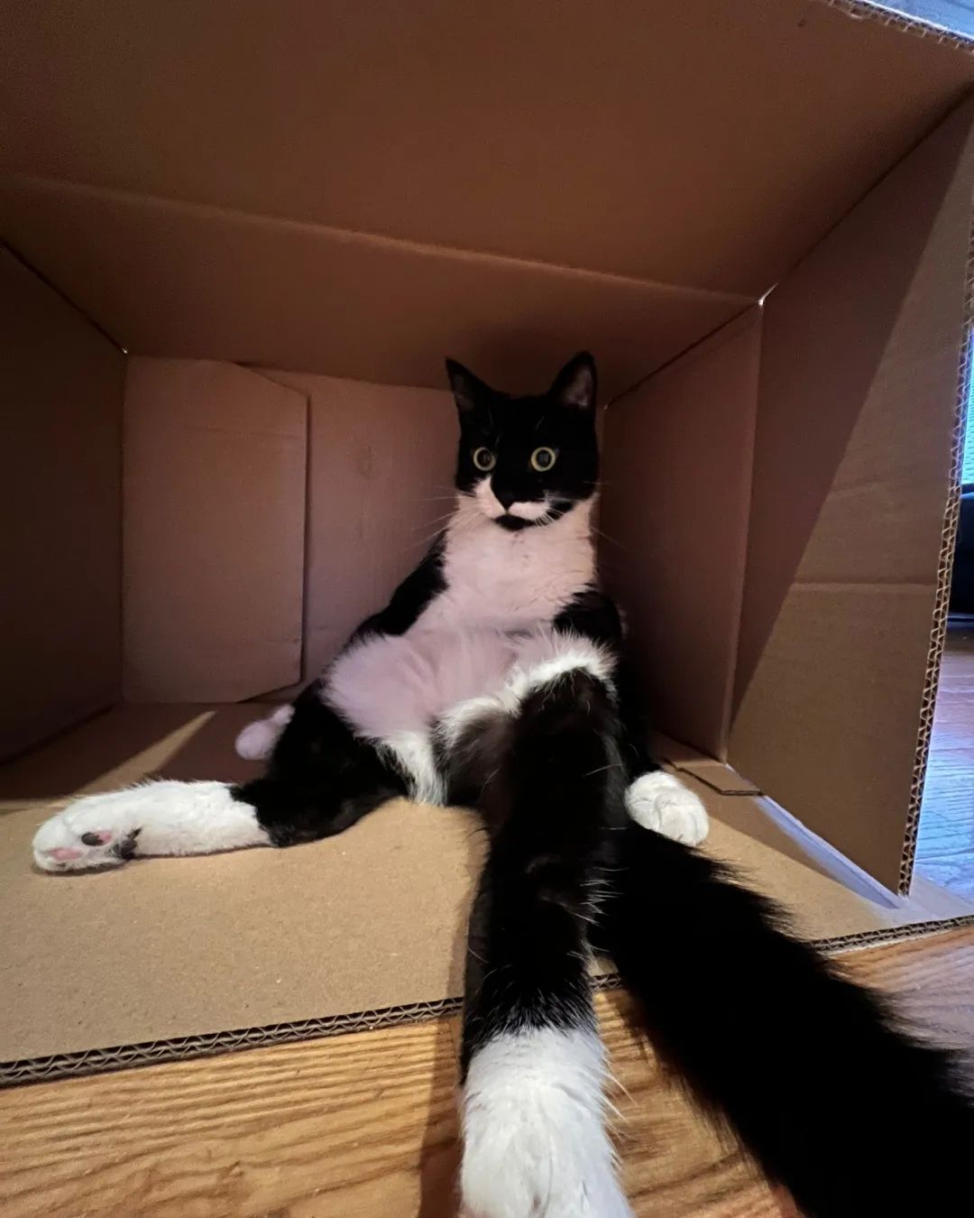 A black and white cat sitting in a box