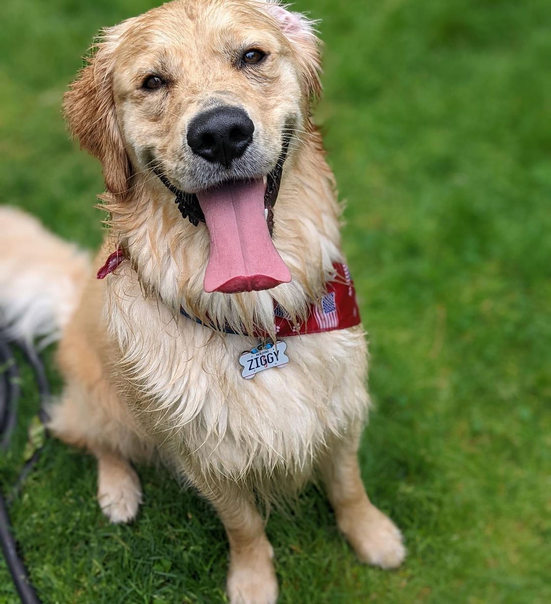 Ziggy Beans, the Golden Retriever