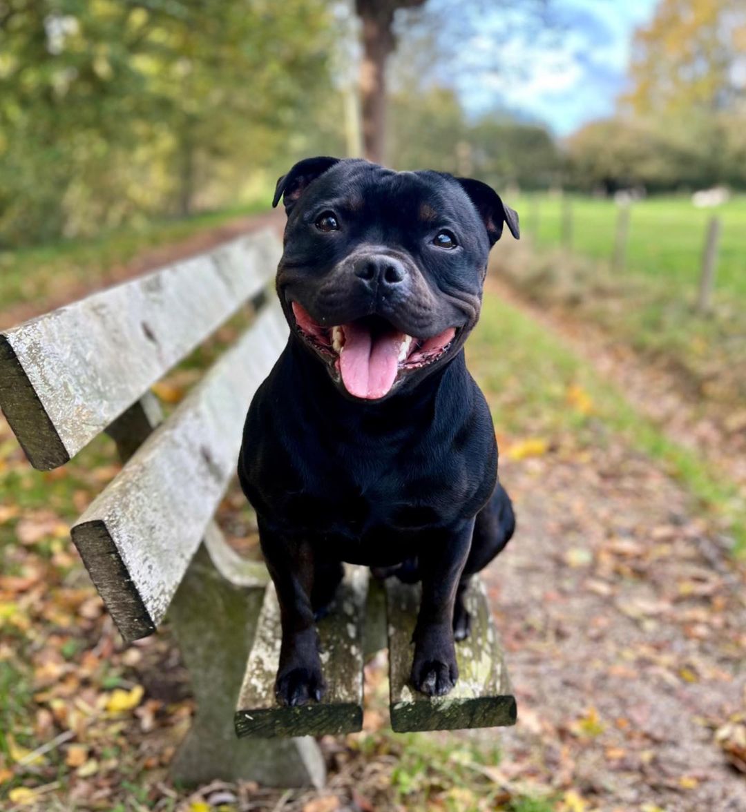 Binck, the Staffordshire Bull Terrier