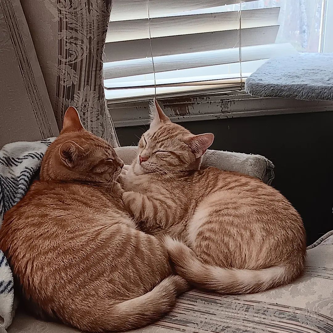 Twin cats sleeping