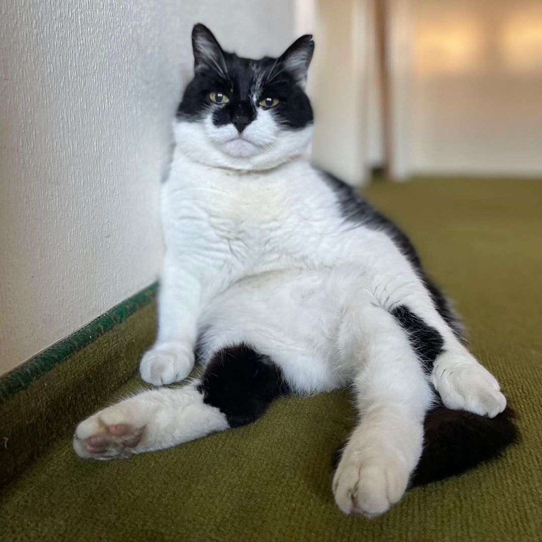 A sitting black and white cat