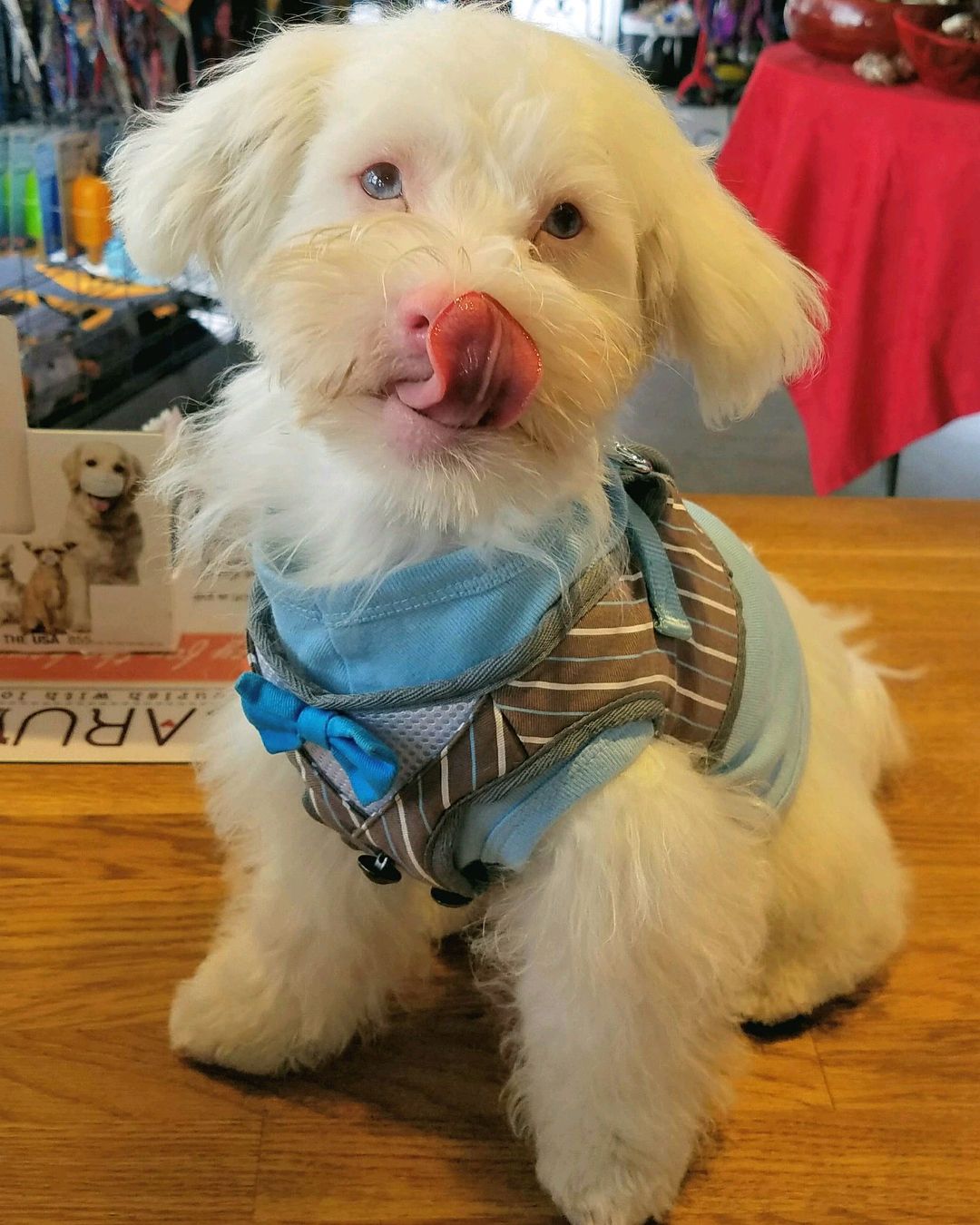 Theo the Albino Dog