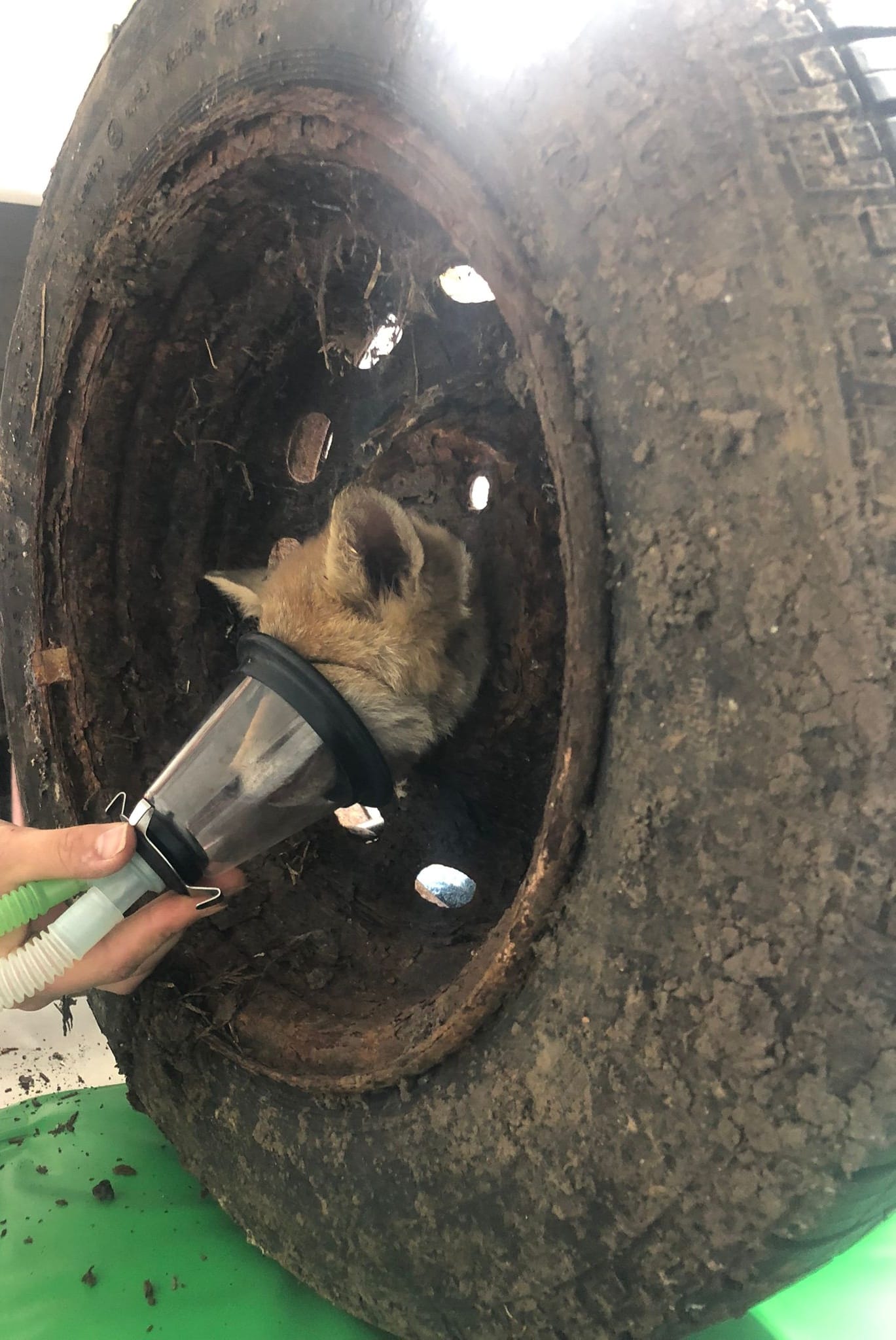 A fox being rescued