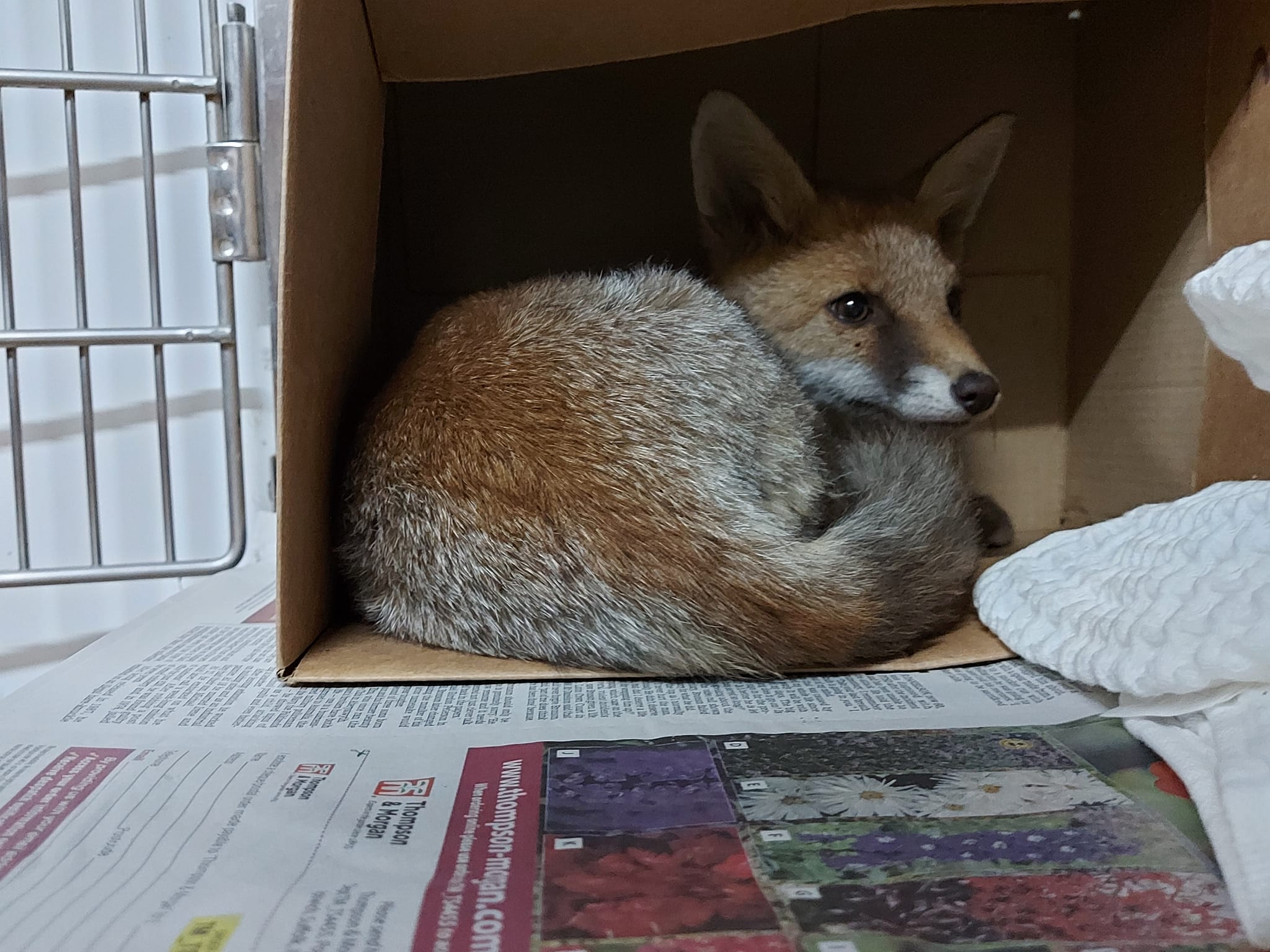A rescued fox in a box