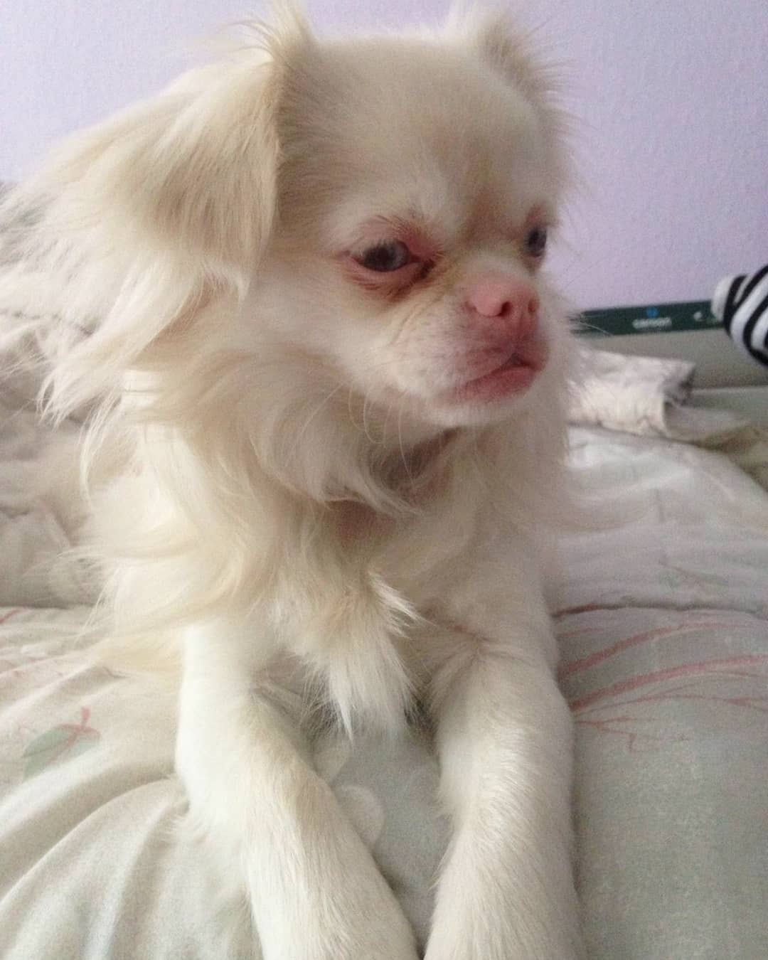 Sasha the Albino Dog