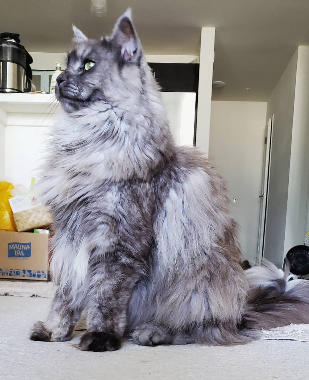 Chelle the Maine Coon