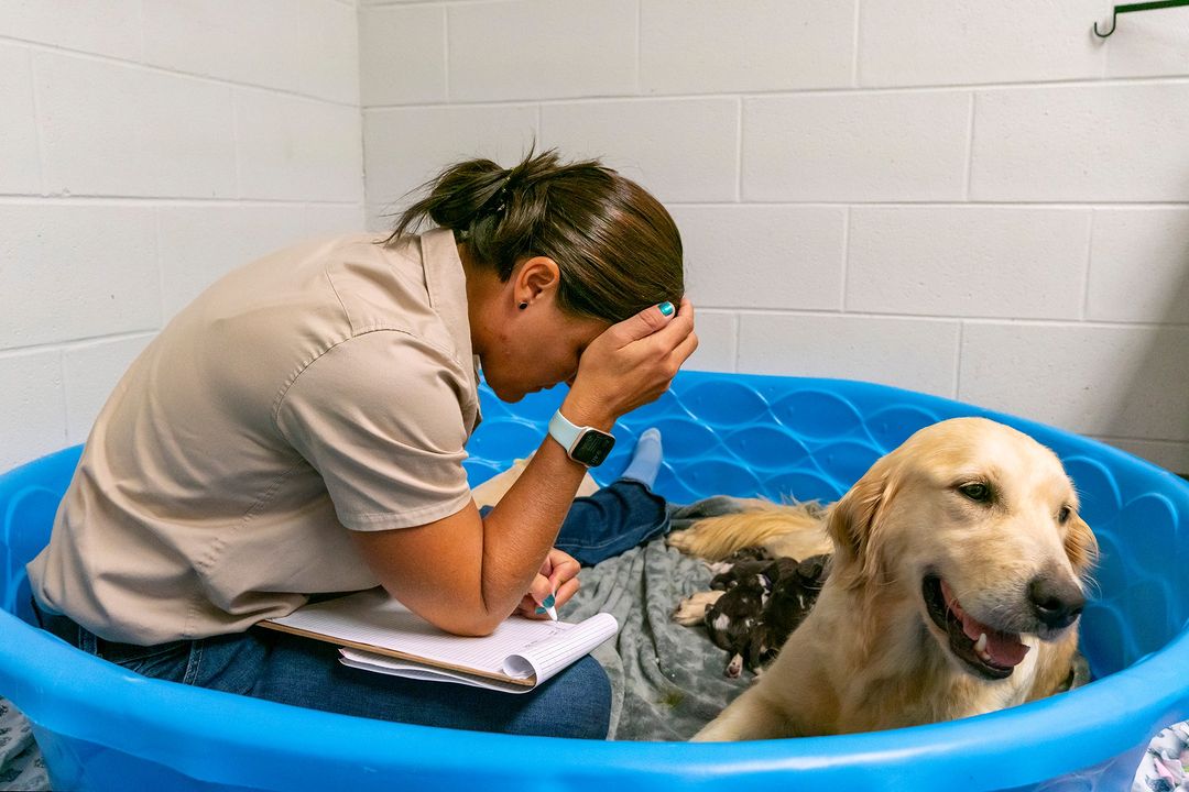 African Painted Dog Puppies Raised By a Golden Retriever