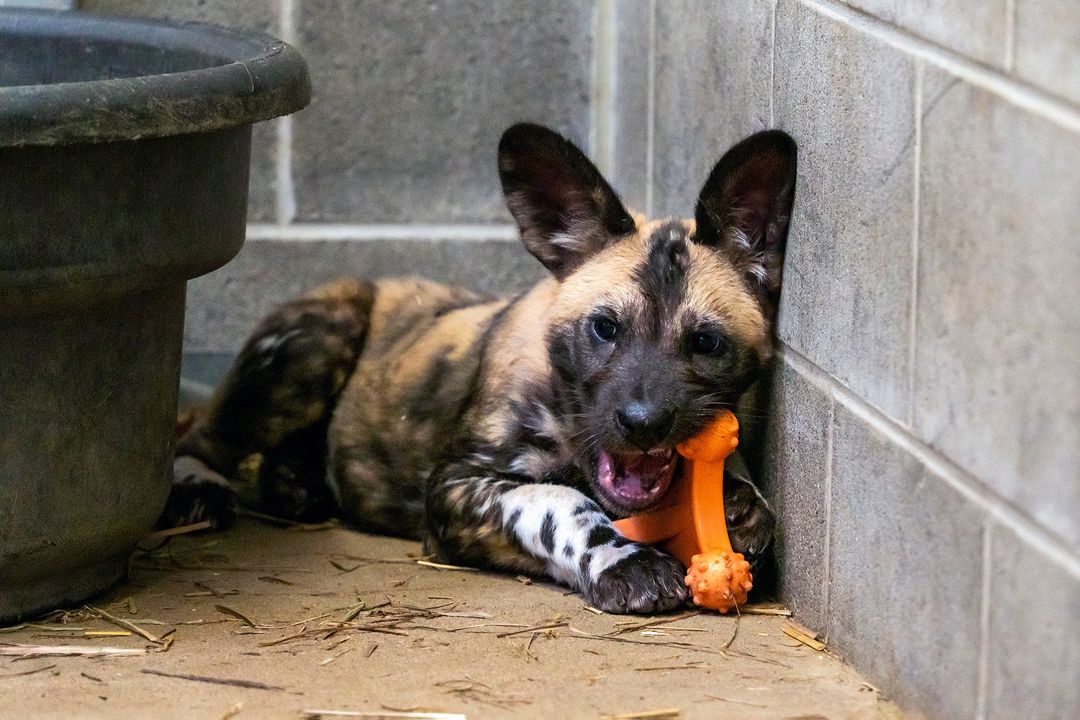 An African Painted Dog Puppy