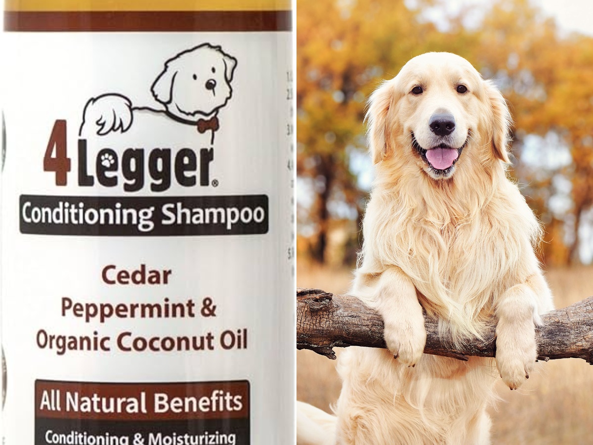 A Golden Retriever and an Organic Dog Shampoo