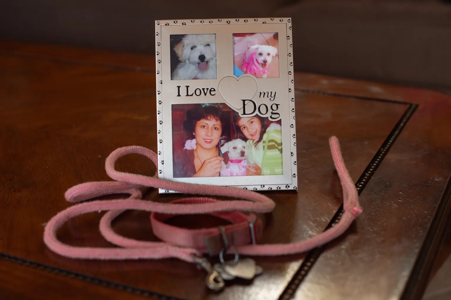 Bingo, the rescue dog