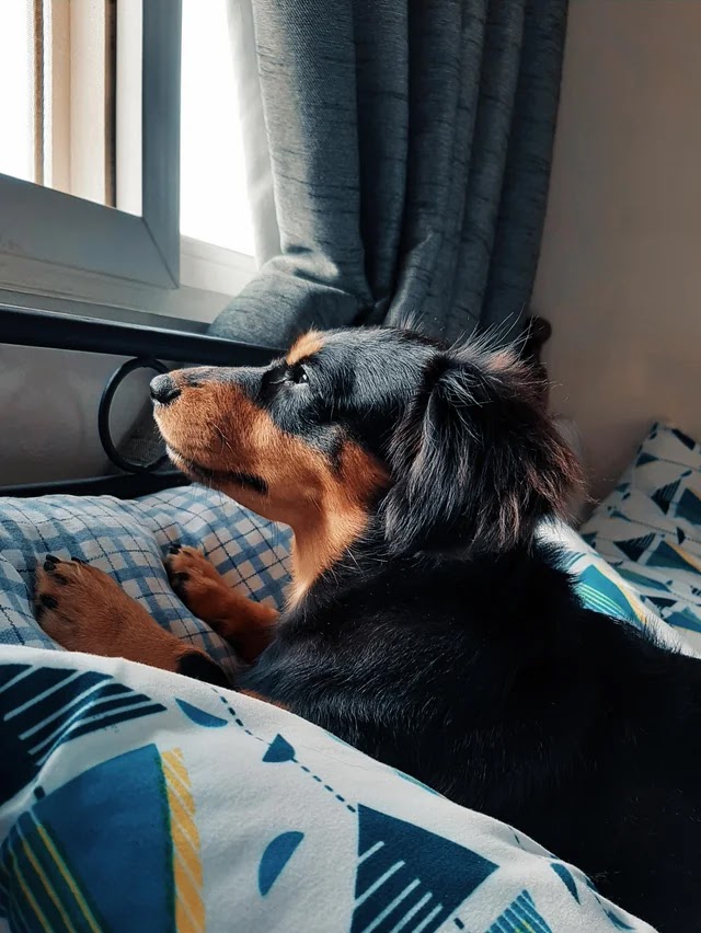 Dorgi the dachshund and corgi mix