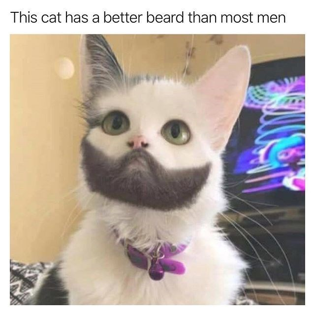A Cat with a beard